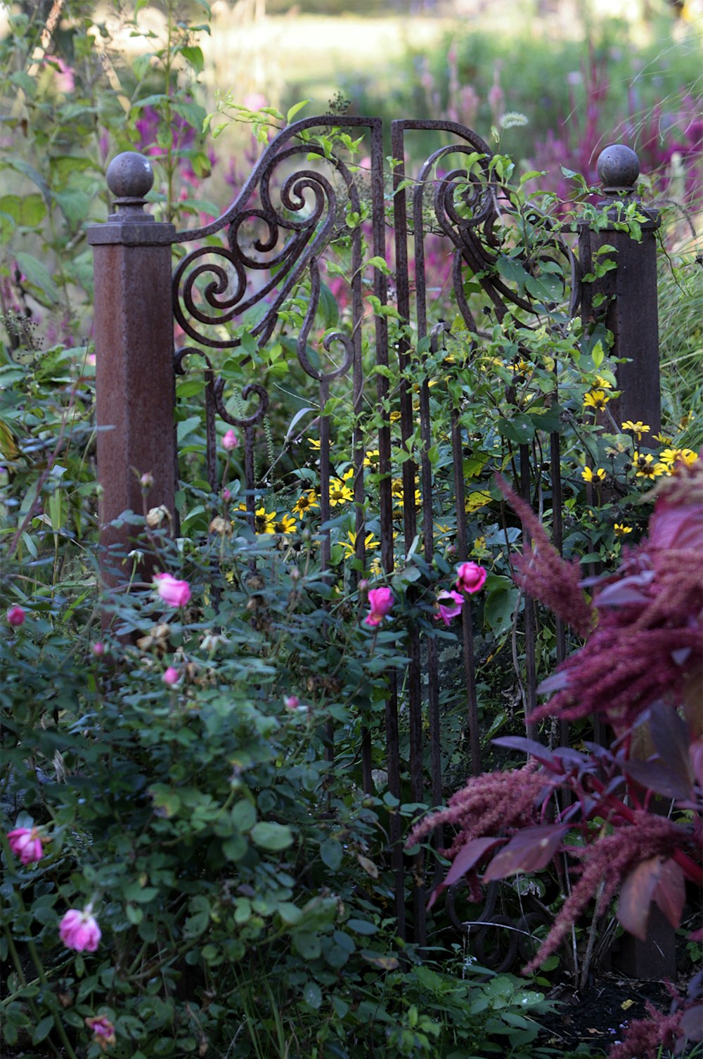 Un giardino pieno di fiori accanto a un cancello di metallo