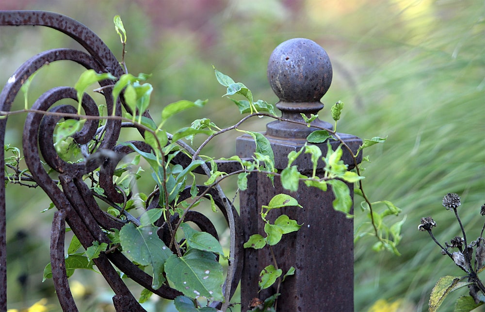 a metal fence with a plant growing on it