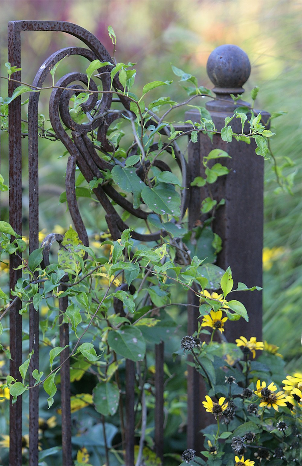 a metal fence with a bunch of flowers growing on it