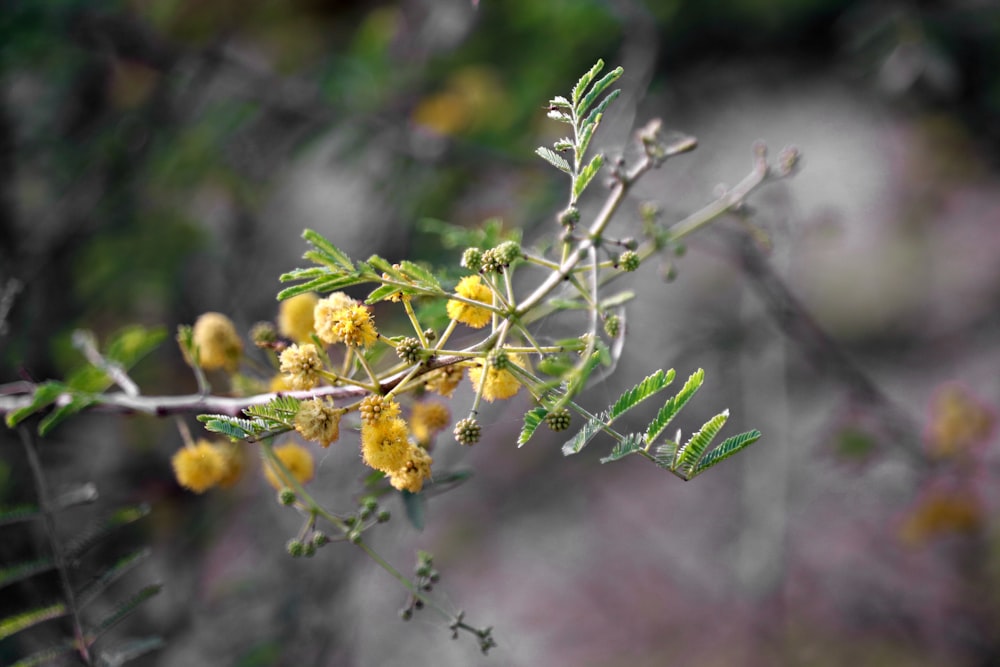 a close up of a tree with yellow flowers