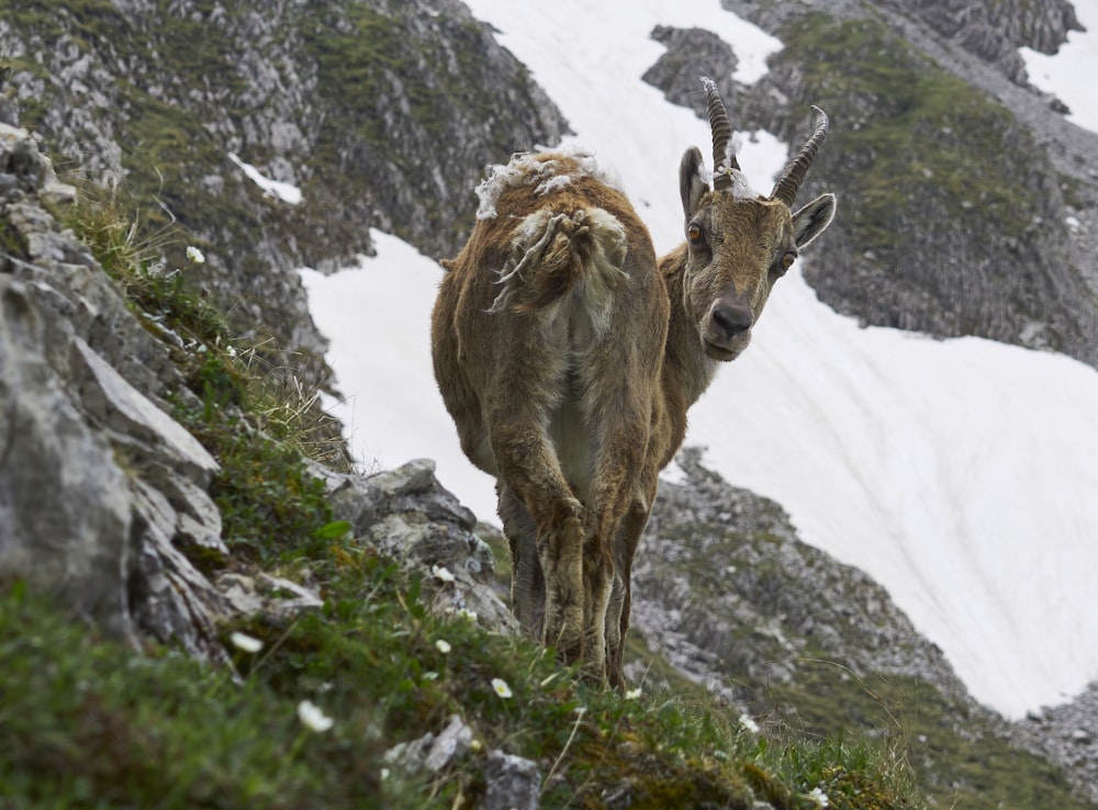 Eine Bergziege steht auf einem schneebedeckten Hang