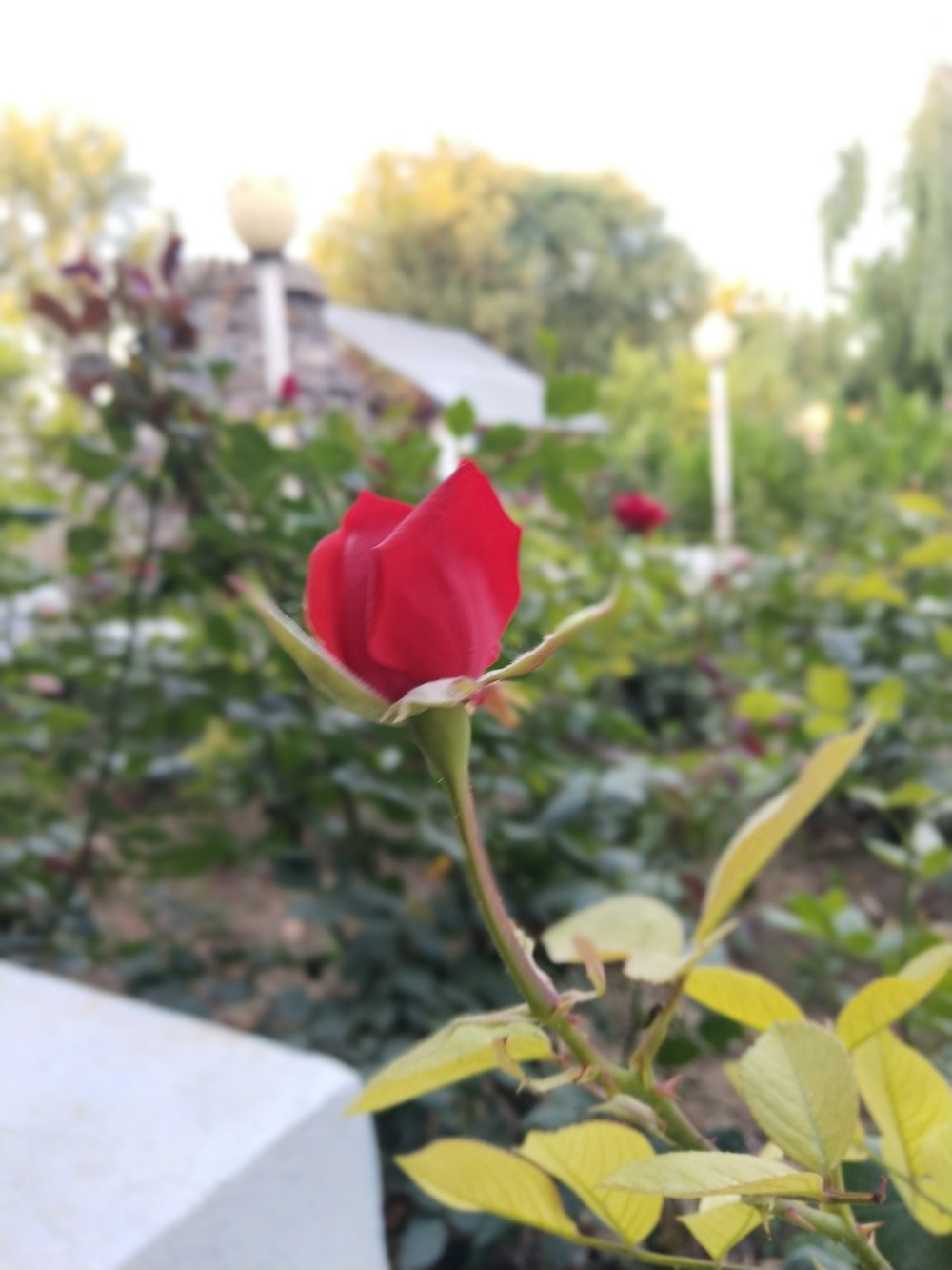 a single red rose is in a garden