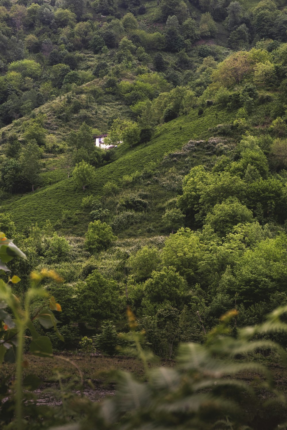 une colline verdoyante couverte de nombreux arbres