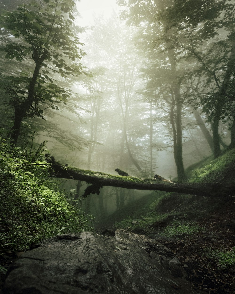 uma árvore caída no meio de uma floresta