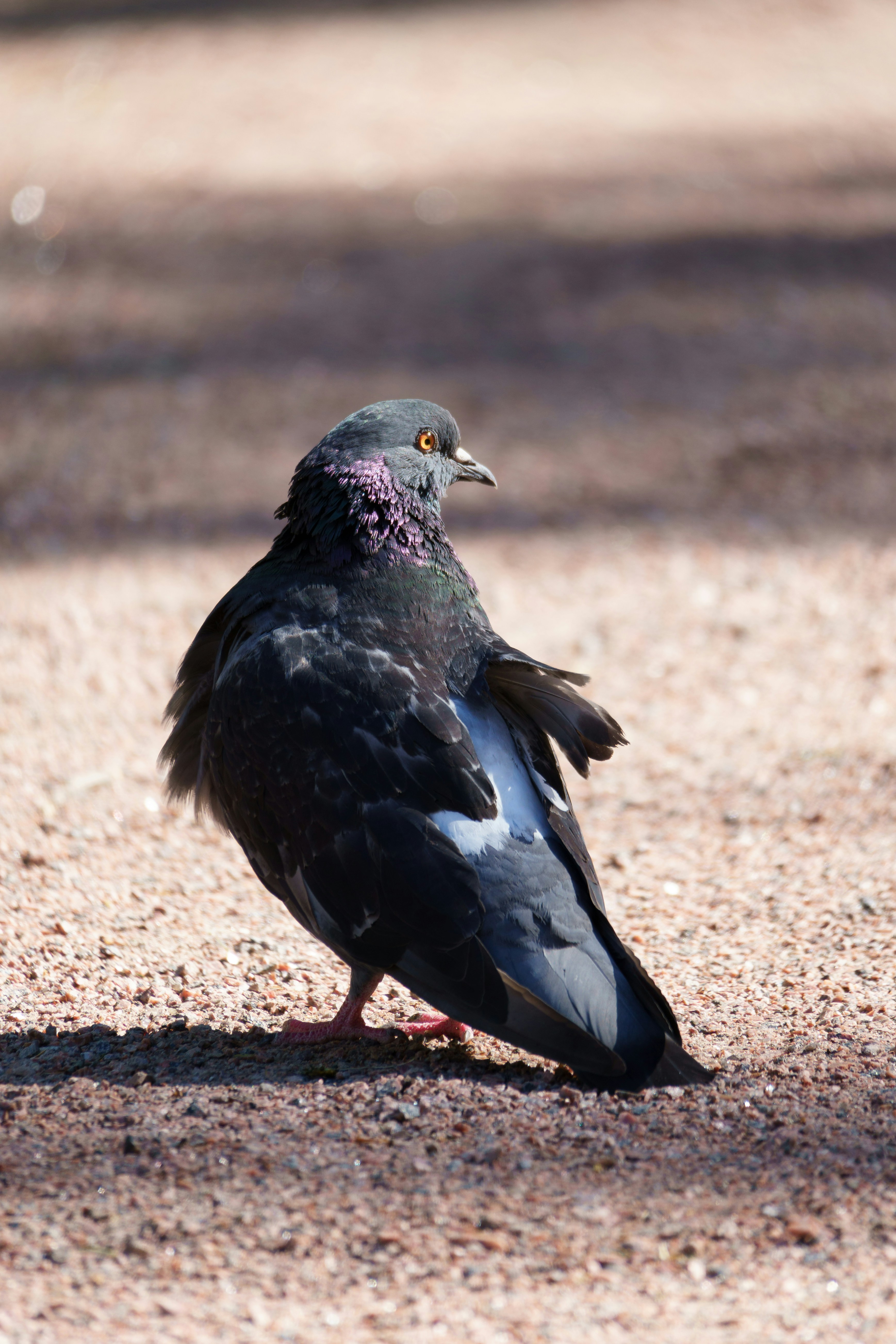 Un pájaro negro parado en un fondo arenoso