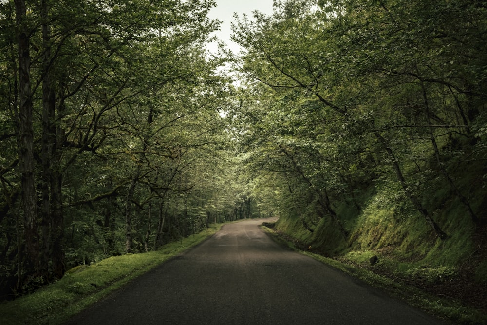 an empty road in the middle of a lush green forest