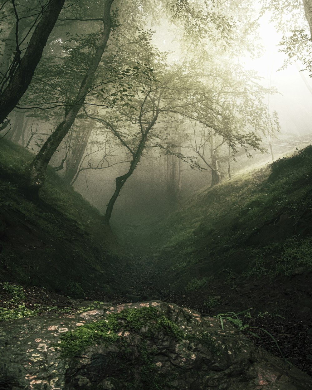 um caminho no meio de uma floresta