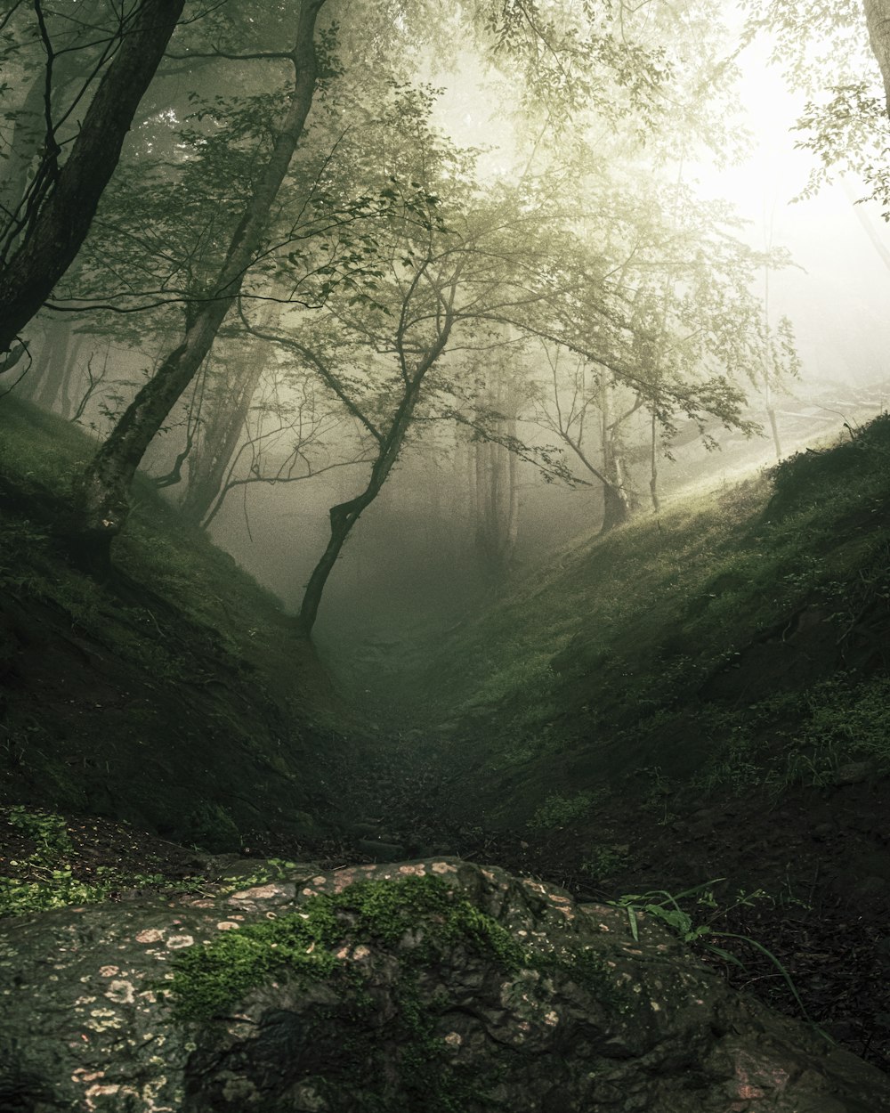 a path in the middle of a forest