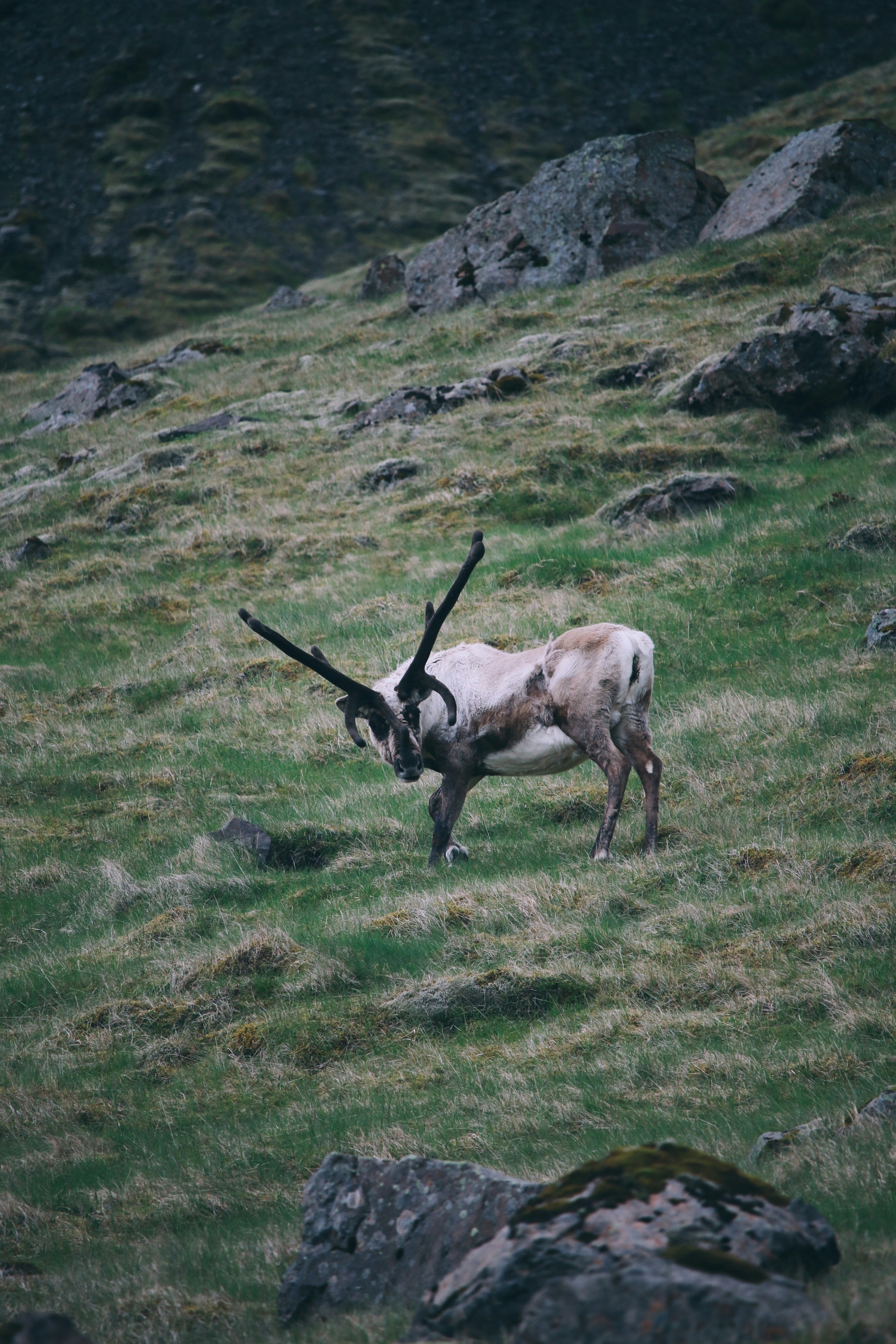 a horned animal standing on top of a lush green hillside