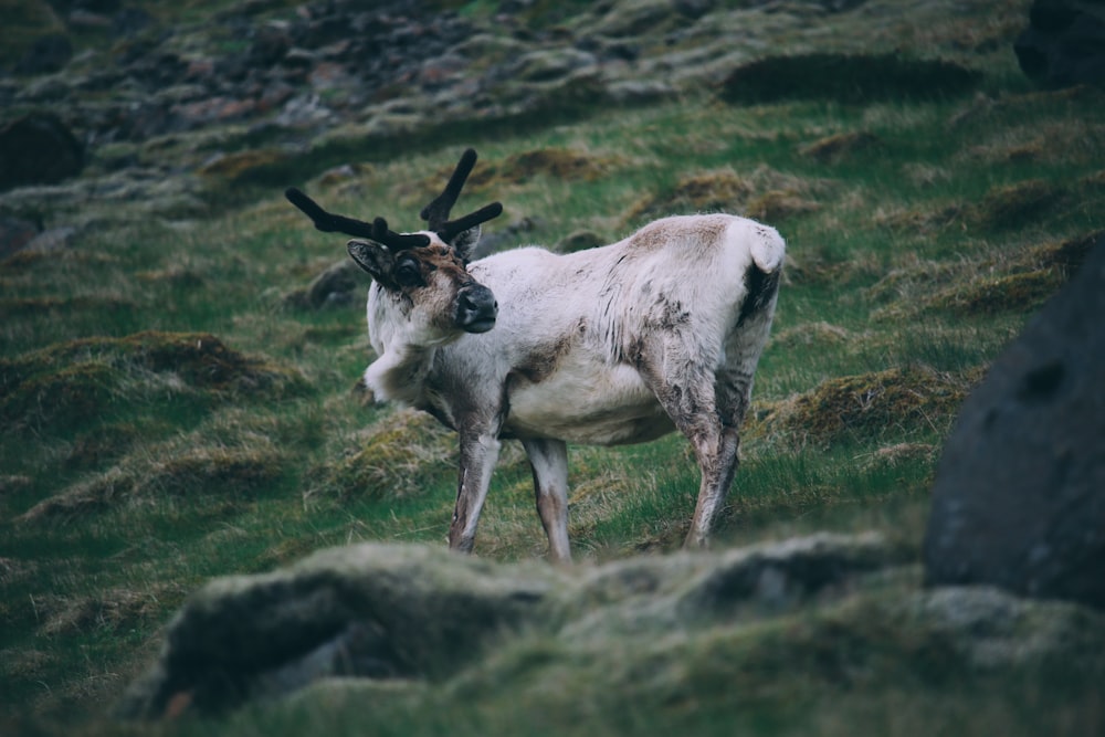 a goat with horns standing on a grassy hill
