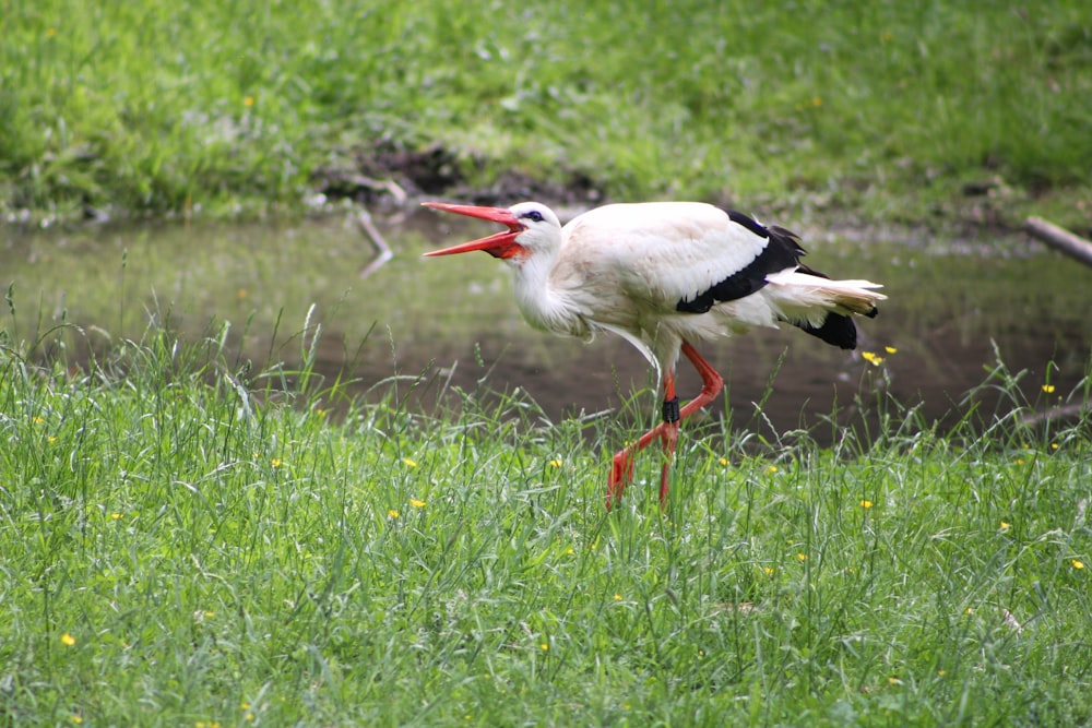 a bird with a long beak standing in the grass