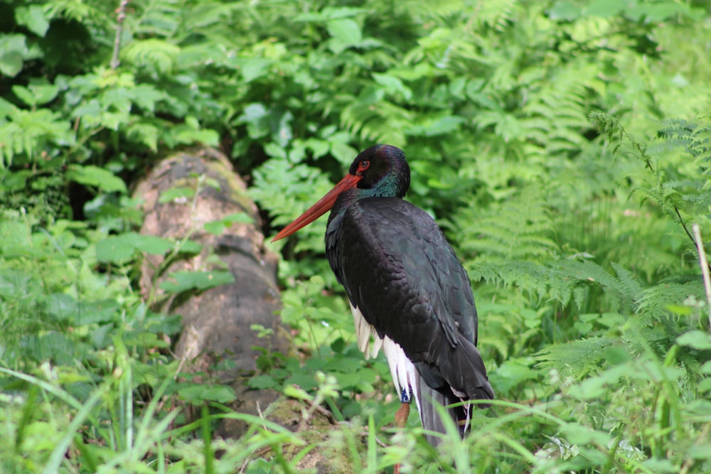 a bird with a long beak standing in the grass