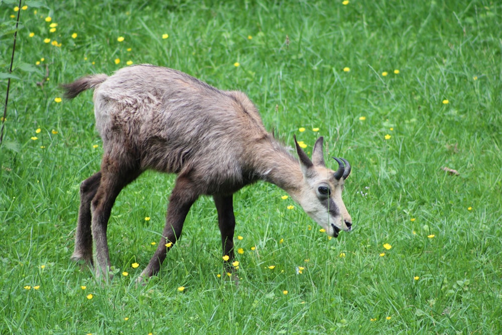 a goat grazing in a field of green grass