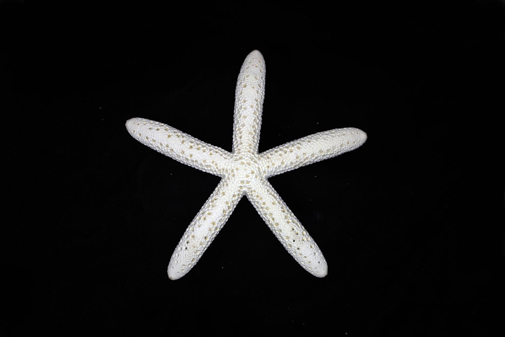 a white starfish on a black background