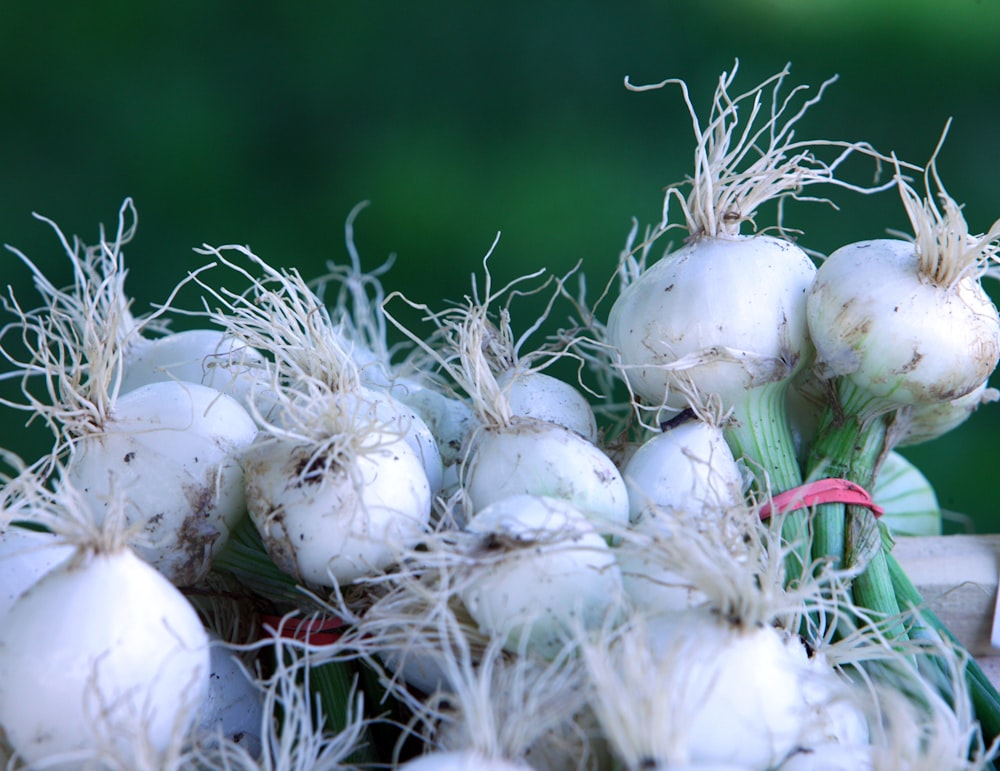 a pile of white onions sitting on top of a table