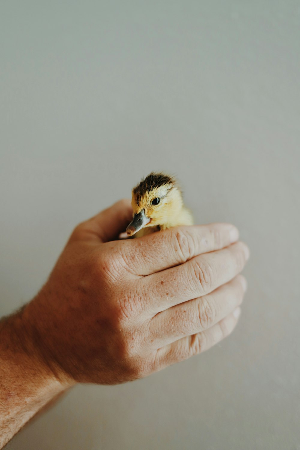 a person holding a cat