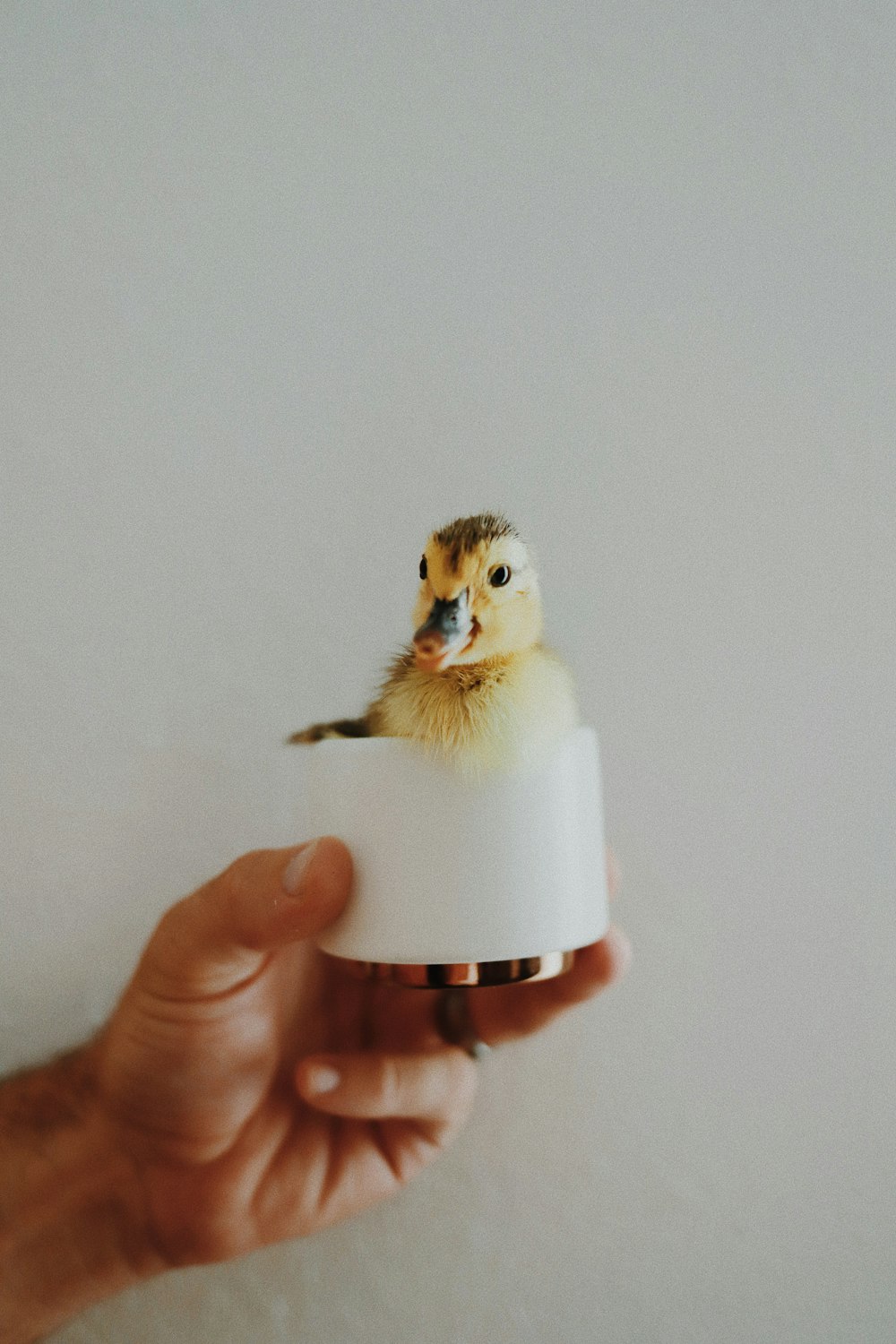 a person holding a bird