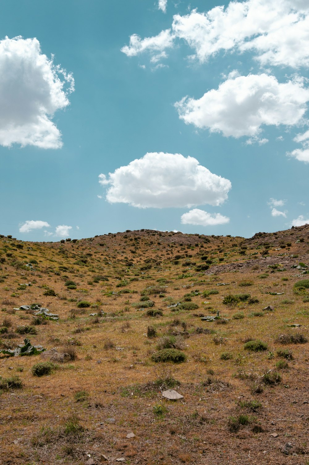 a lone horse standing on top of a dry grass covered hillside