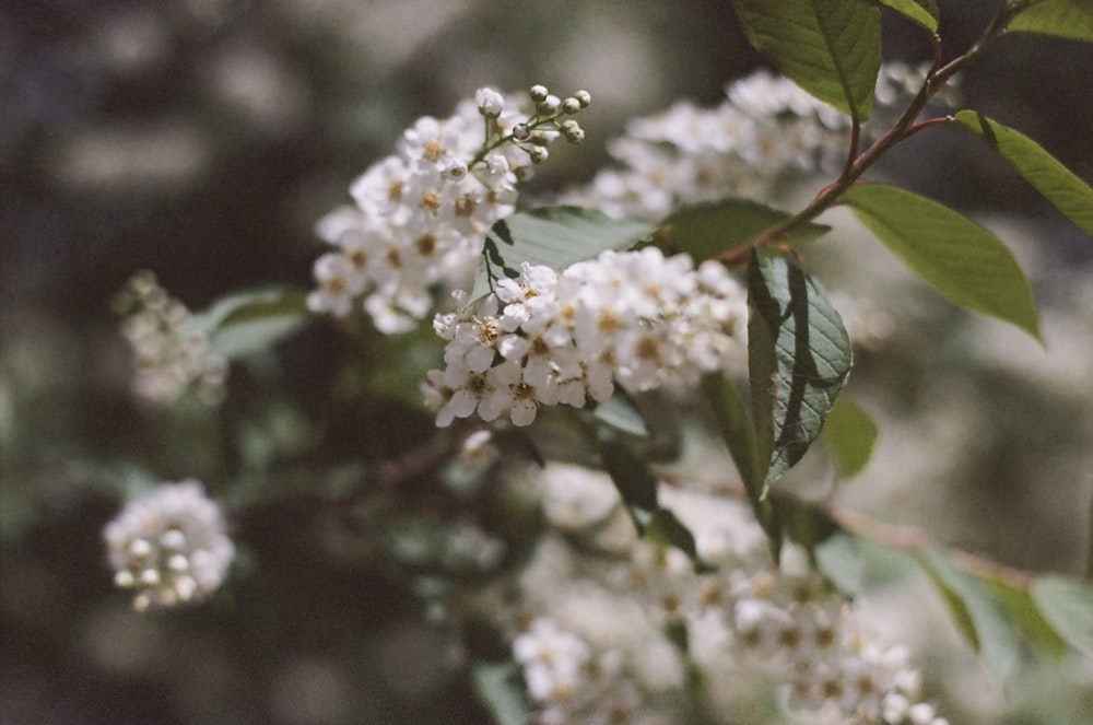 a close up of a flower