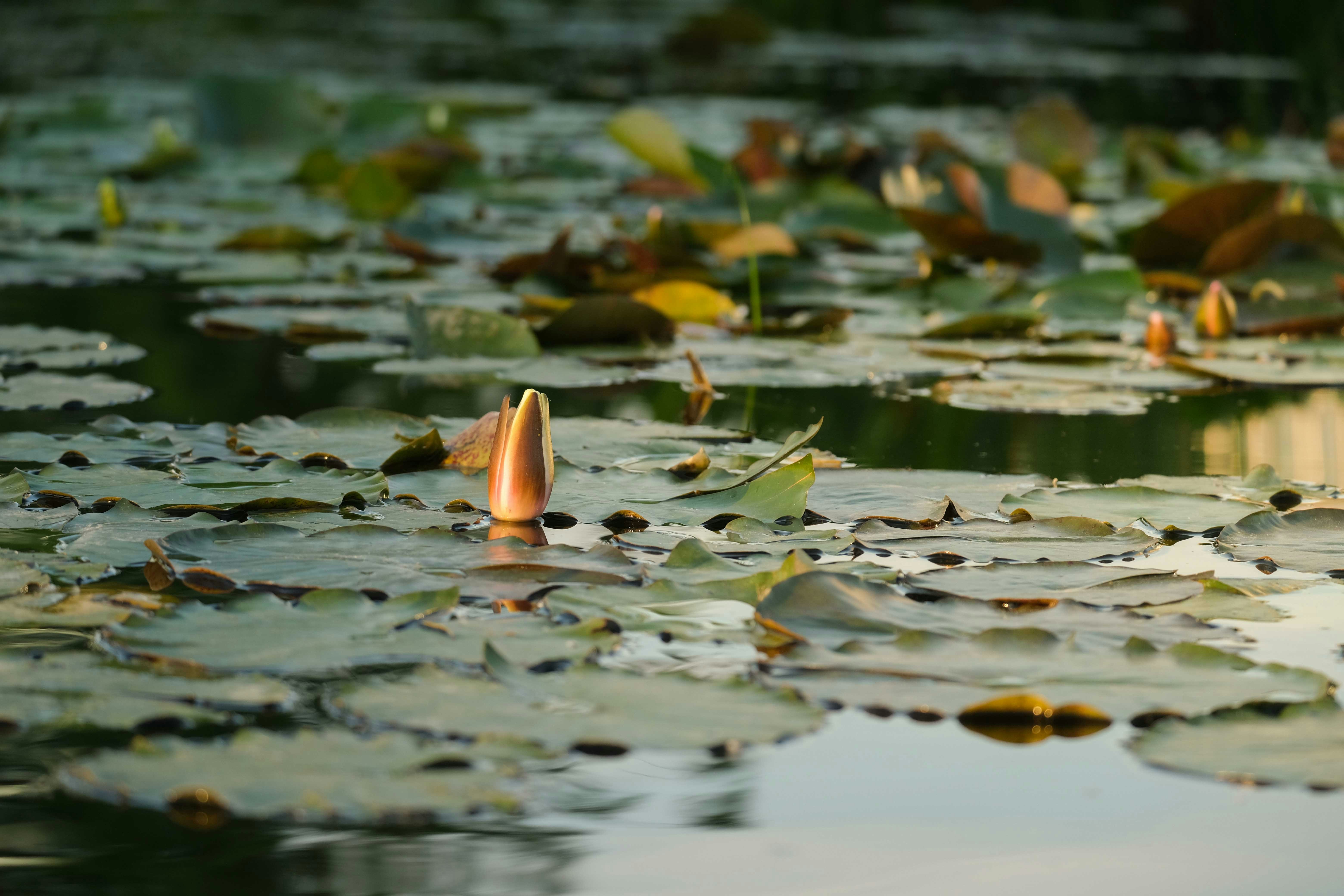 Photo by francesco_ungaro