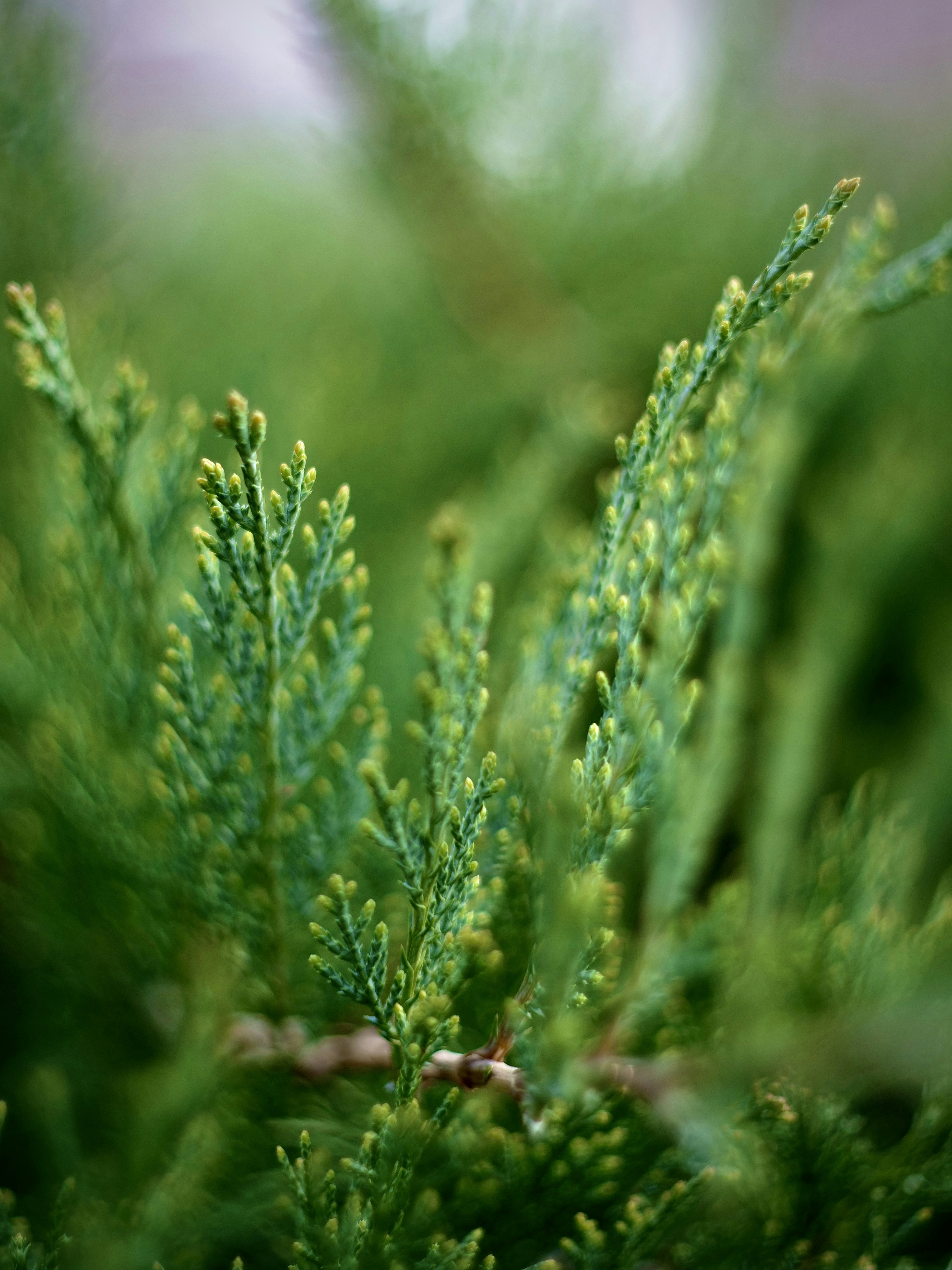 Photo by berciuemanuel