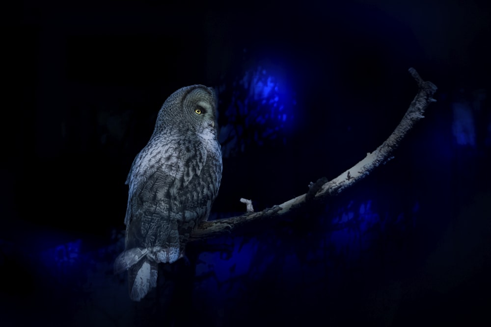 an owl is sitting on a branch in the dark