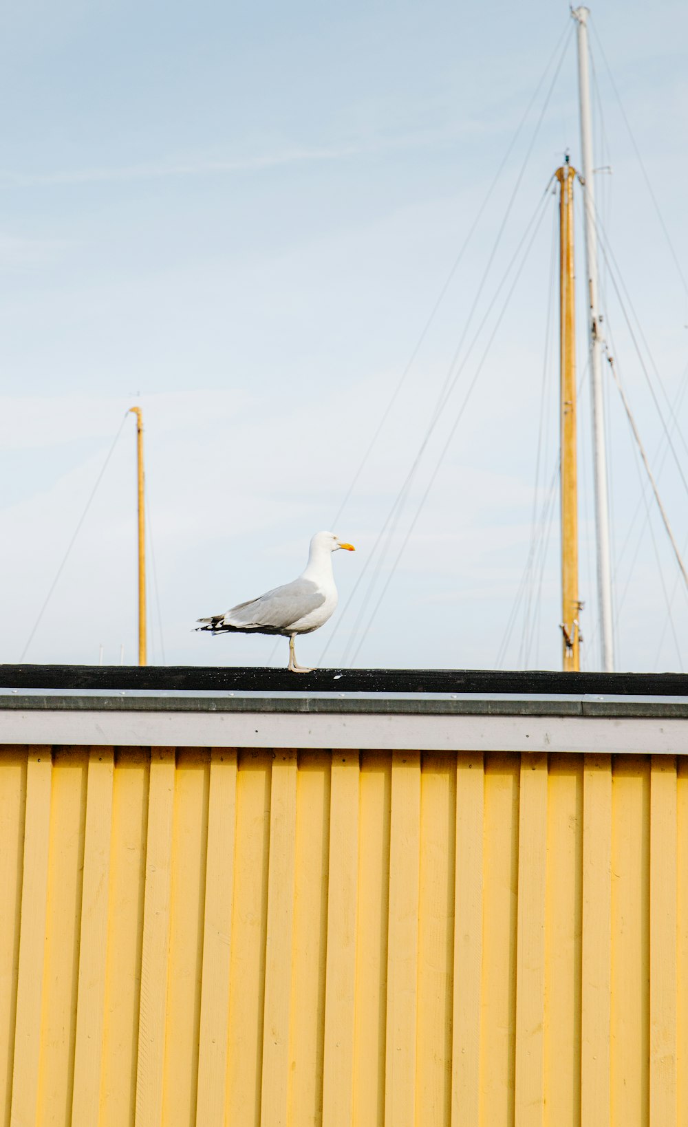 a seagull sitting on top of a yellow building