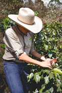 Artisan hands carefully selecting ripe coffee cherries on a Colombian farm.