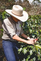 A person wearing a large straw hat and light-colored shirt is carefully picking ripe coffee cherries from a lush green coffee plant in an outdoor setting. The background is filled with trees, suggesting a plantation or farm environment.