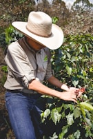 A person wearing a large straw hat and light-colored shirt is carefully picking ripe coffee cherries from a lush green coffee plant in an outdoor setting. The background is filled with trees, suggesting a plantation or farm environment.