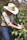 Close-up of hands carefully picking ripe coffee cherries on a sunny day.