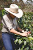 Farmers handpicking ripe coffee cherries with care and pride.