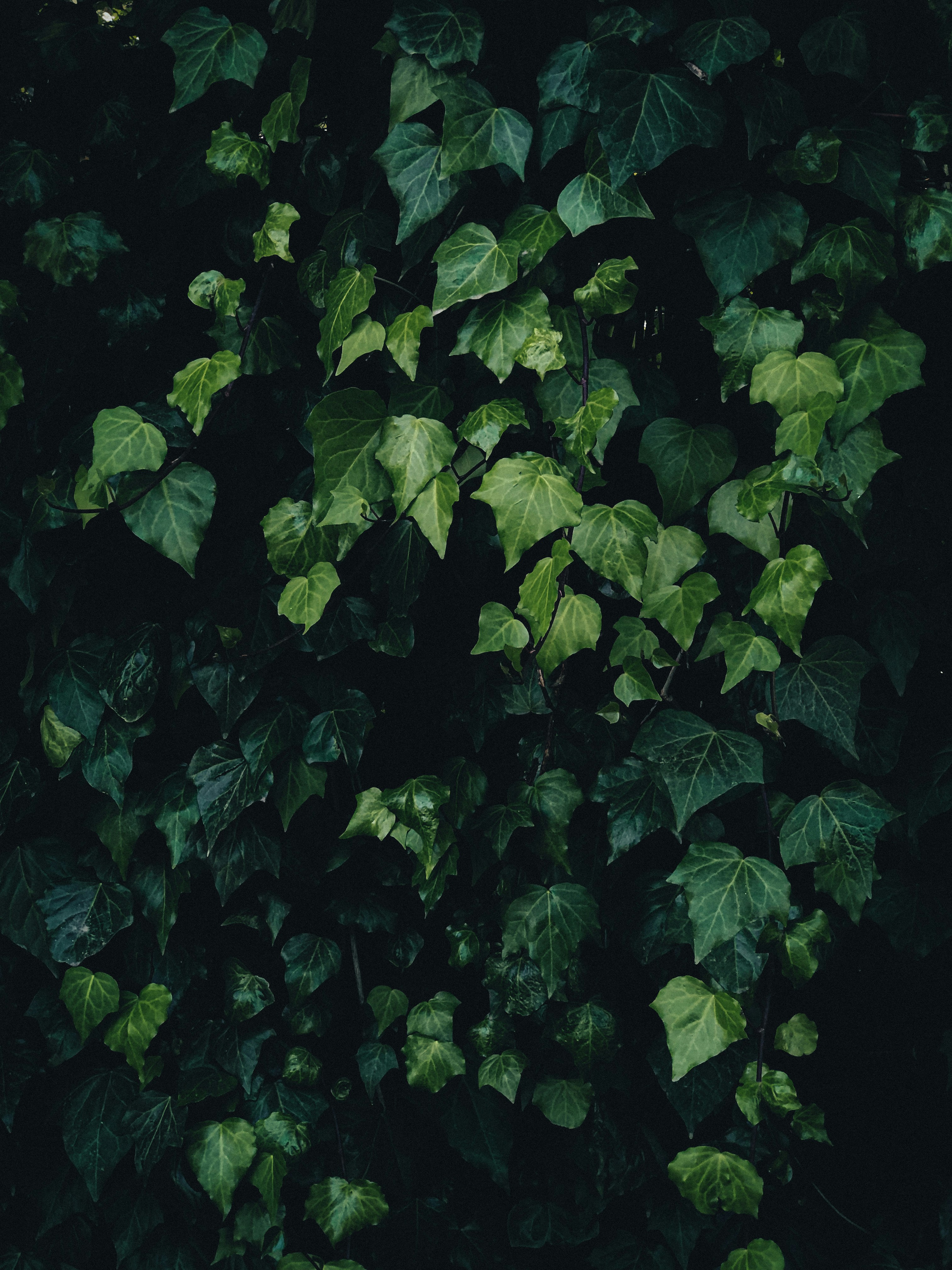 Photo by yasminshajarati