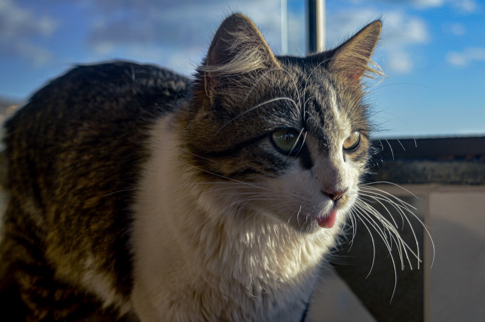 a cat looking out a window at the sky