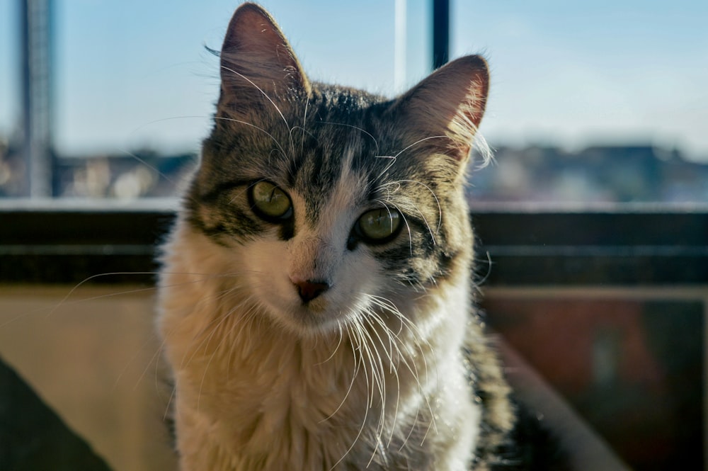 a close up of a cat near a window