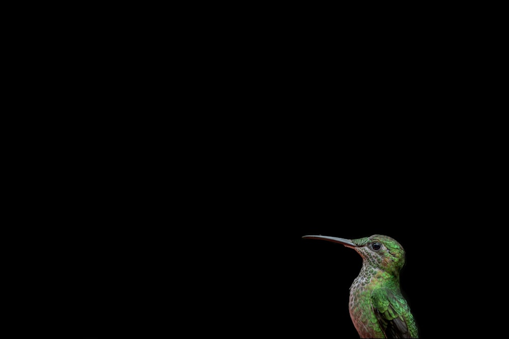 un colibrì seduto sulla cima di un ramo di un albero