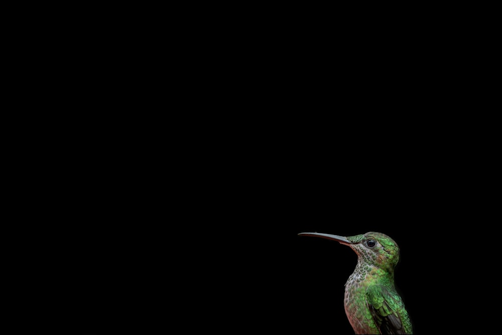 a hummingbird sitting on top of a tree branch