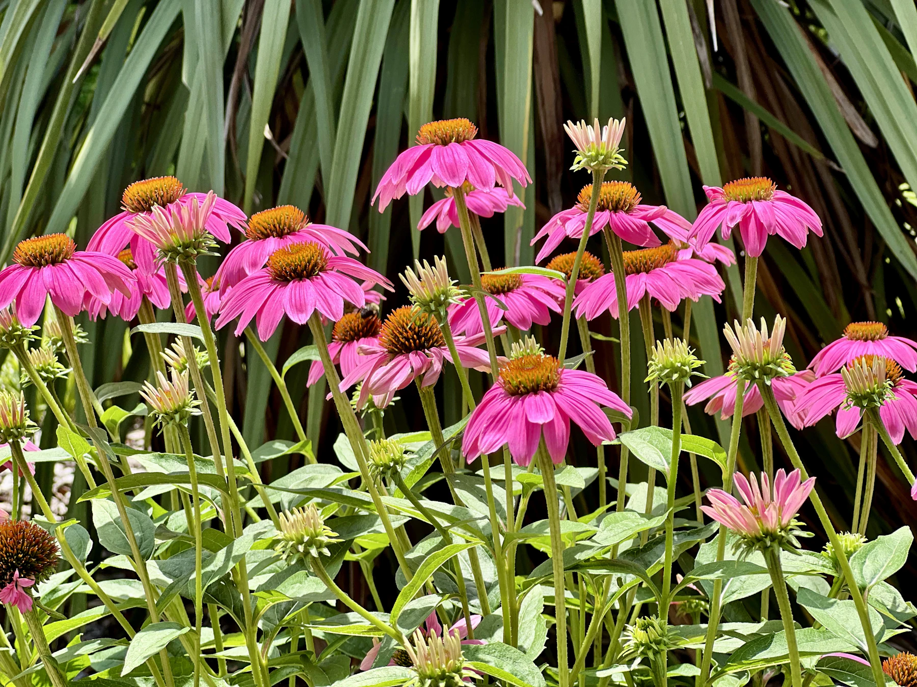 A clump of pink coneflowers with orange centers on tall stems above green leaves