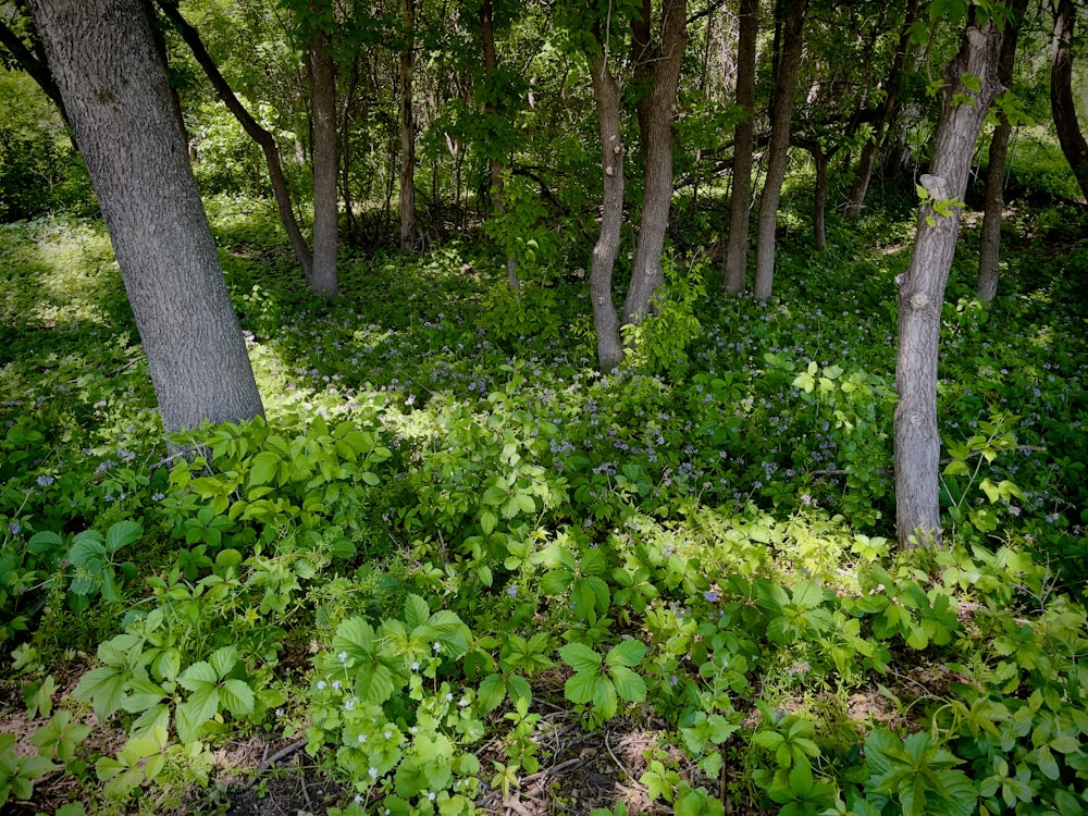 a bunch of trees that are in the grass