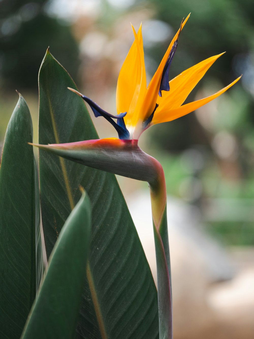 a close up of a flower on a plant