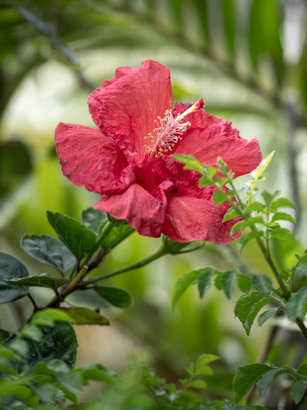 a red flower with green leaves in the background