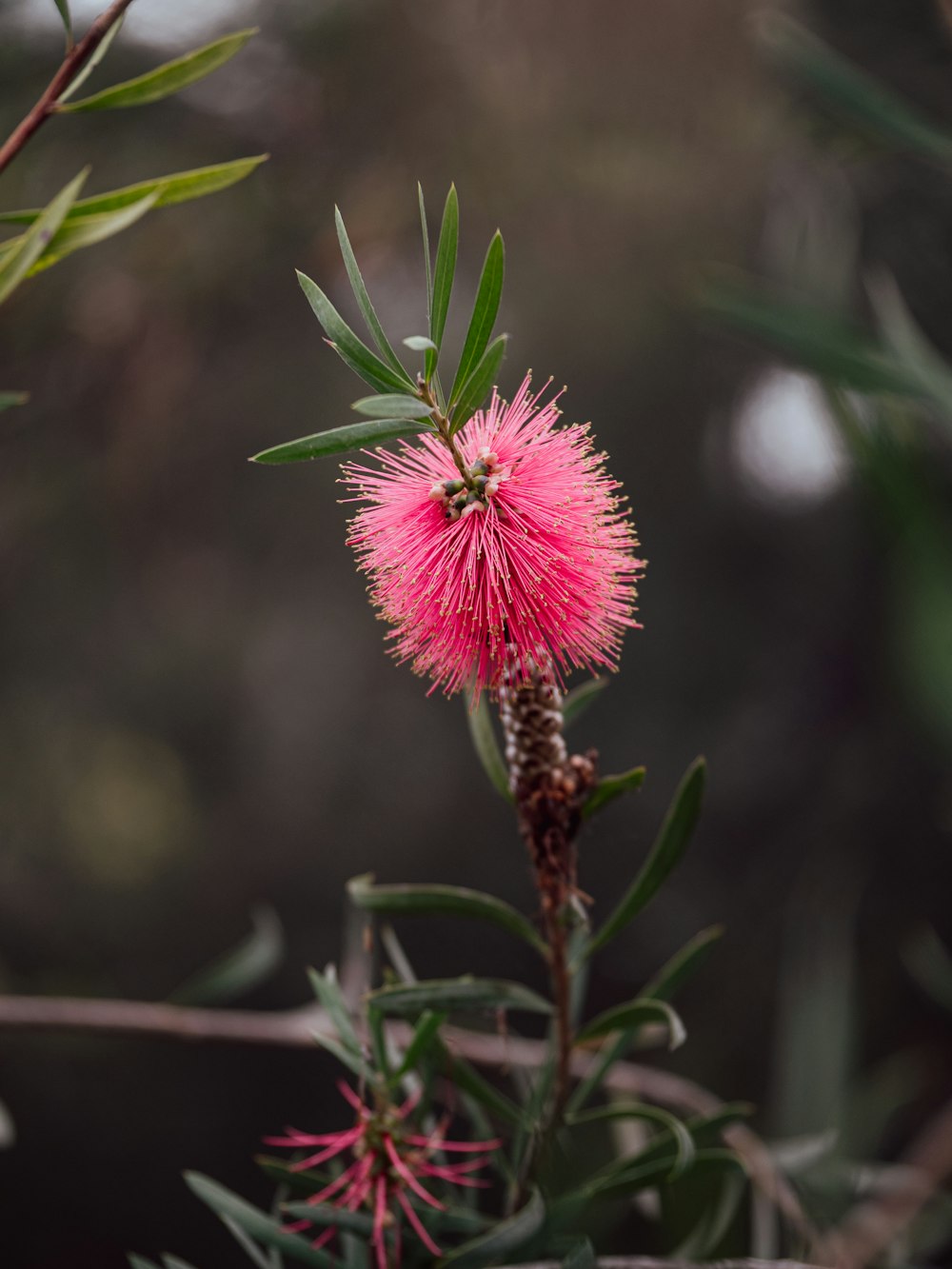 a close up of a pink flower on a tree