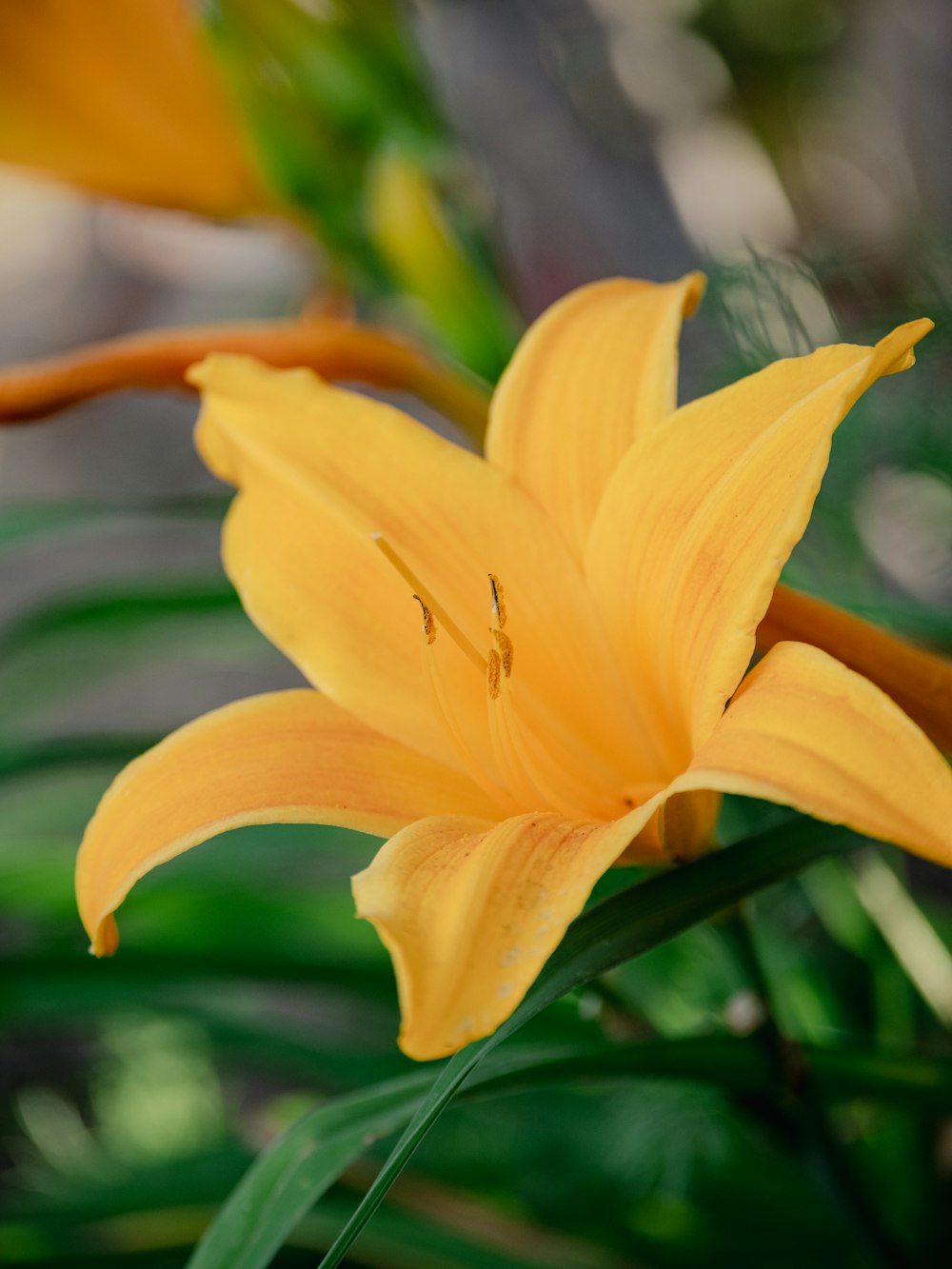 a yellow flower with green leaves in the background