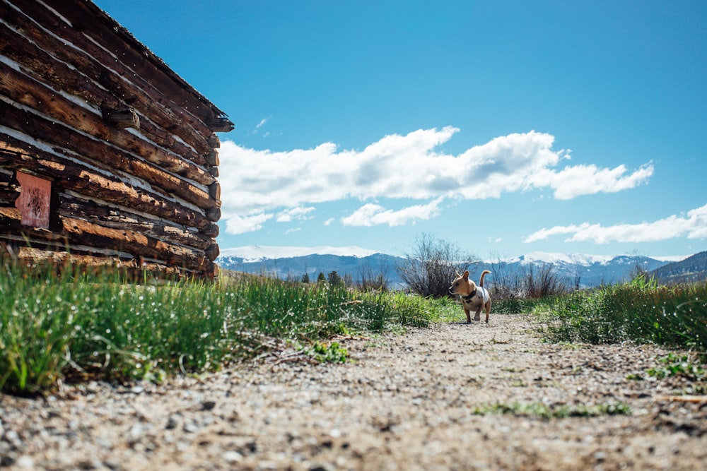 a horse that is standing in the dirt