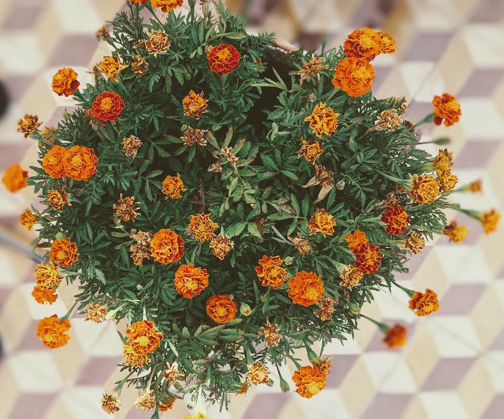 an overhead view of a potted plant with orange flowers