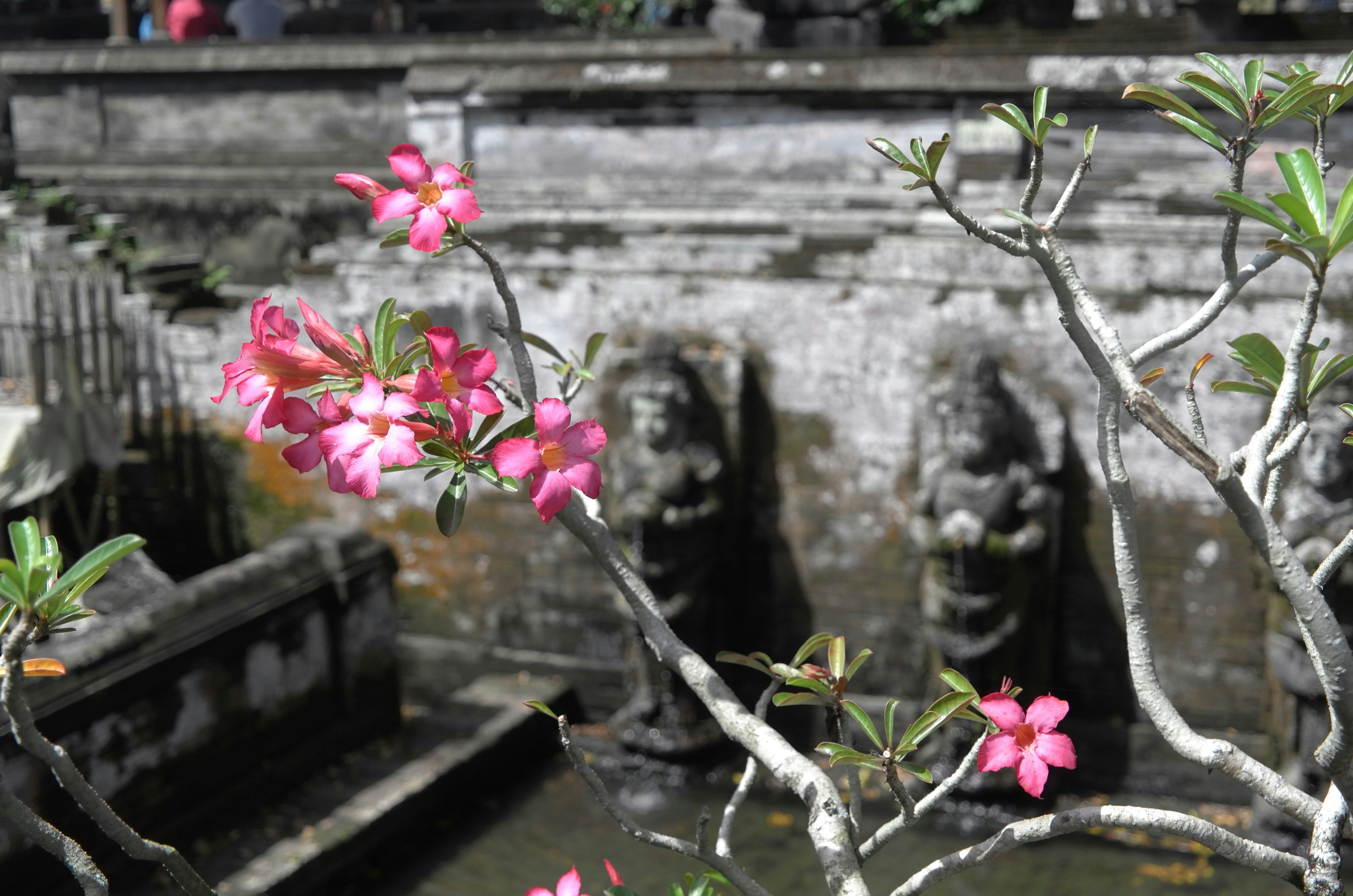 a tree with pink flowers in front of a stone wall, 