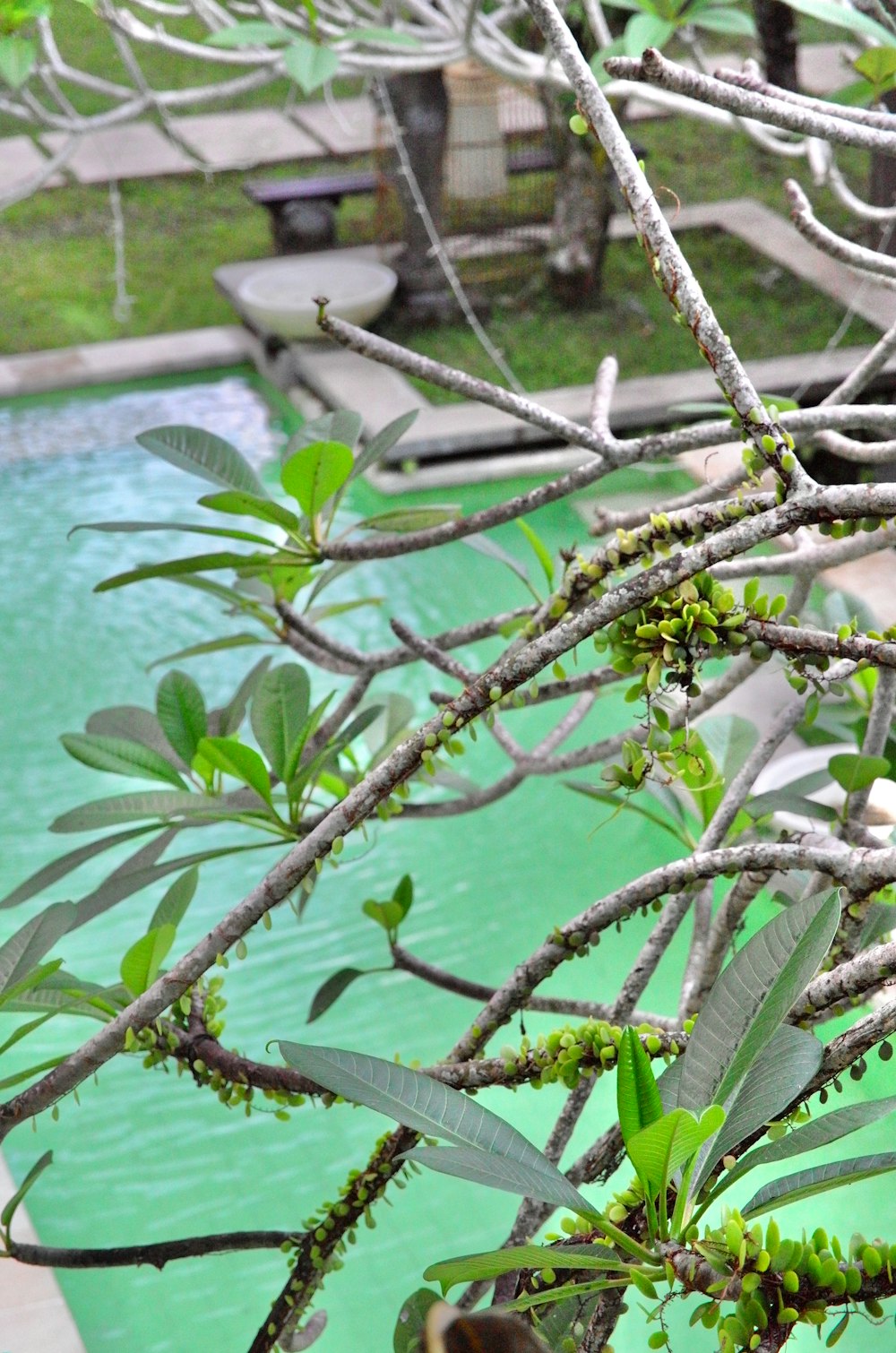 a tree with green leaves next to a pool