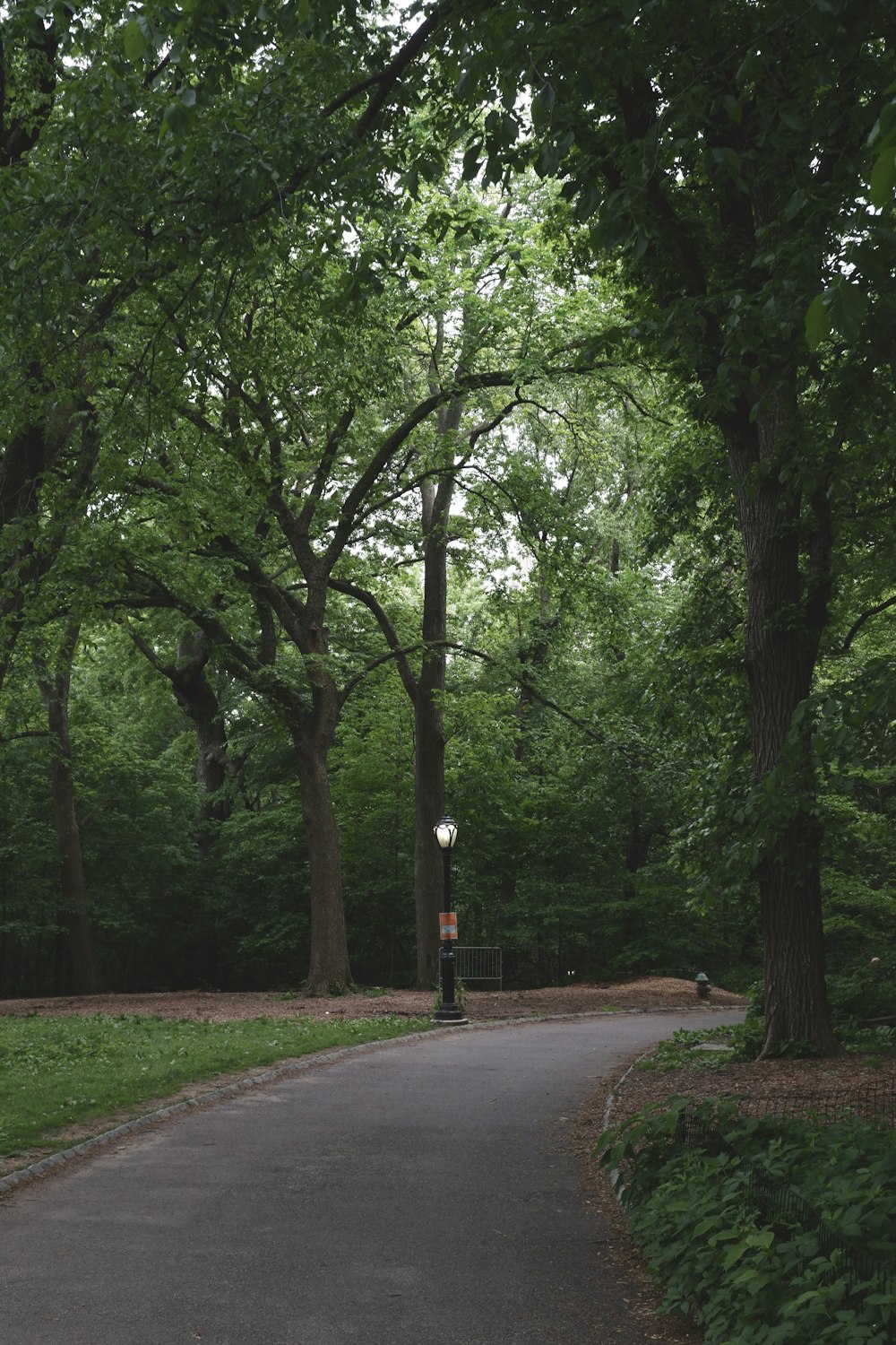 un sentier dans un parc bordé d’arbres