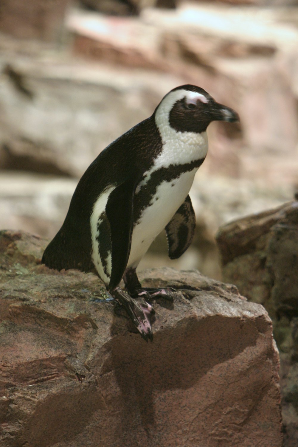 a penguin standing on top of a rock