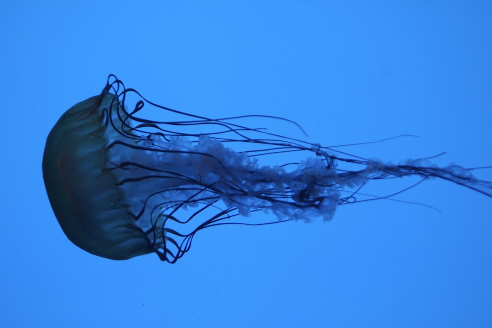 a large jellyfish floating in the water